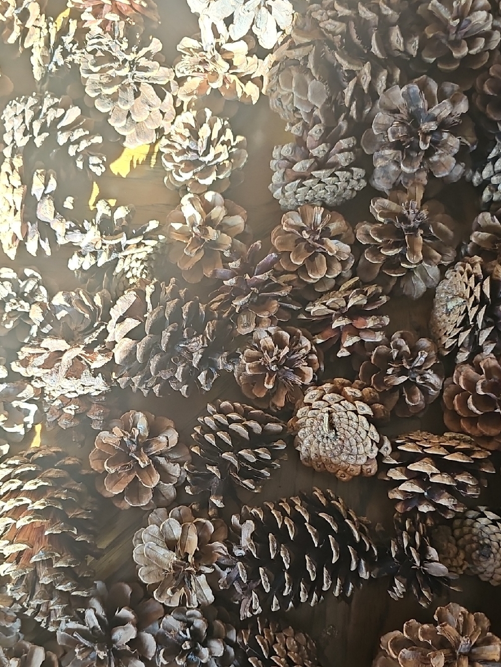 Pinecones * Variety
